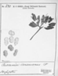 Puccinia anemones image